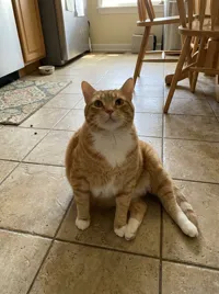 AI Pet Dance: Your photo