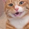 the clapping cat