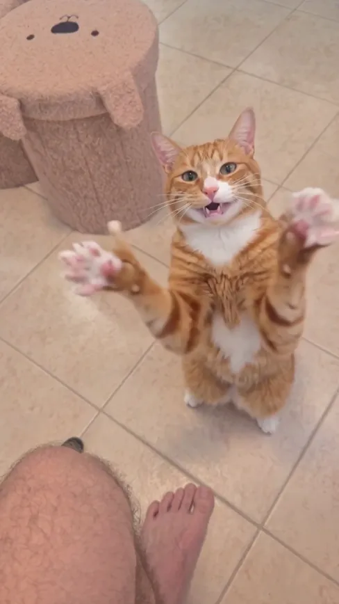 Black Cat Clapping AI · Clapping
