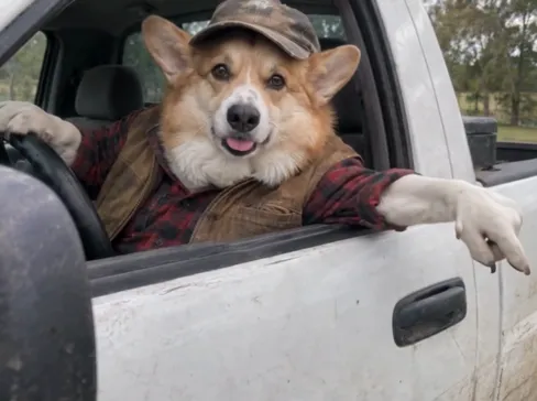 Hit the Road Dude AI · Your Pet