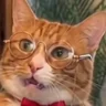 the cat at the mirror