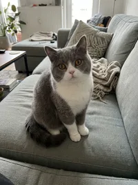 Gatto kung fu IA: La tua foto