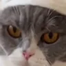 il gatto kung fu