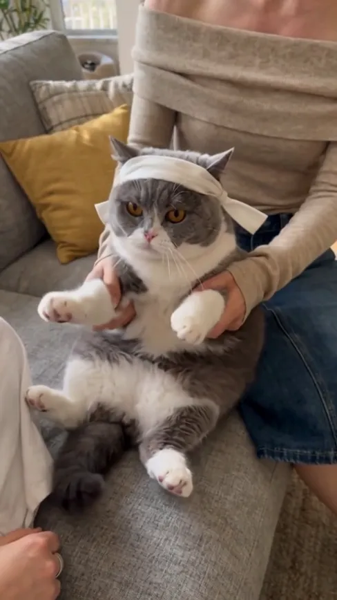 Kung Fu Cat AI · Sofa