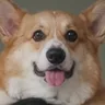the dog on your head