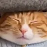 el gato en la alfombra