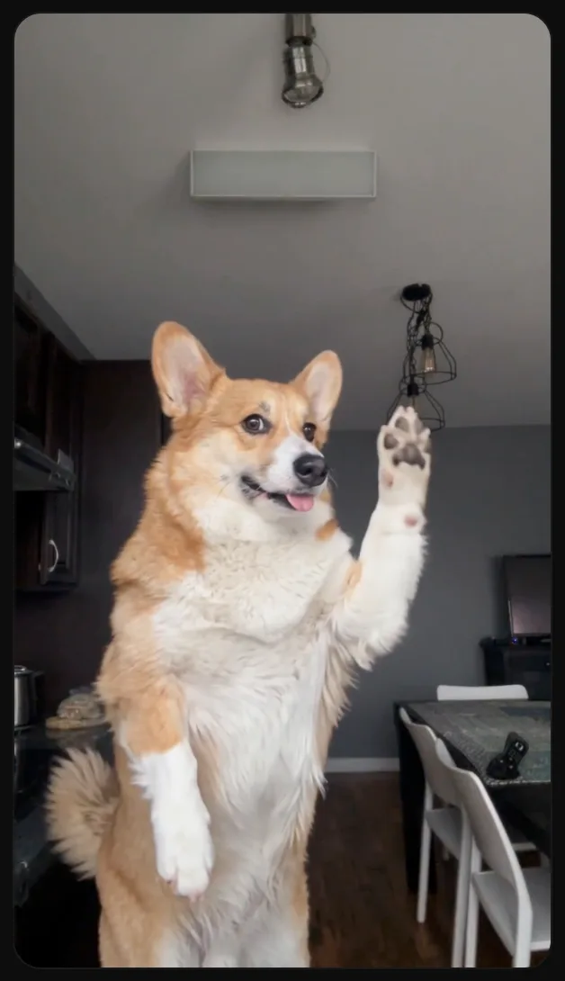 Step 5: a finished Bad Times video made with Your Pet, a corgi standing up with one paw raised